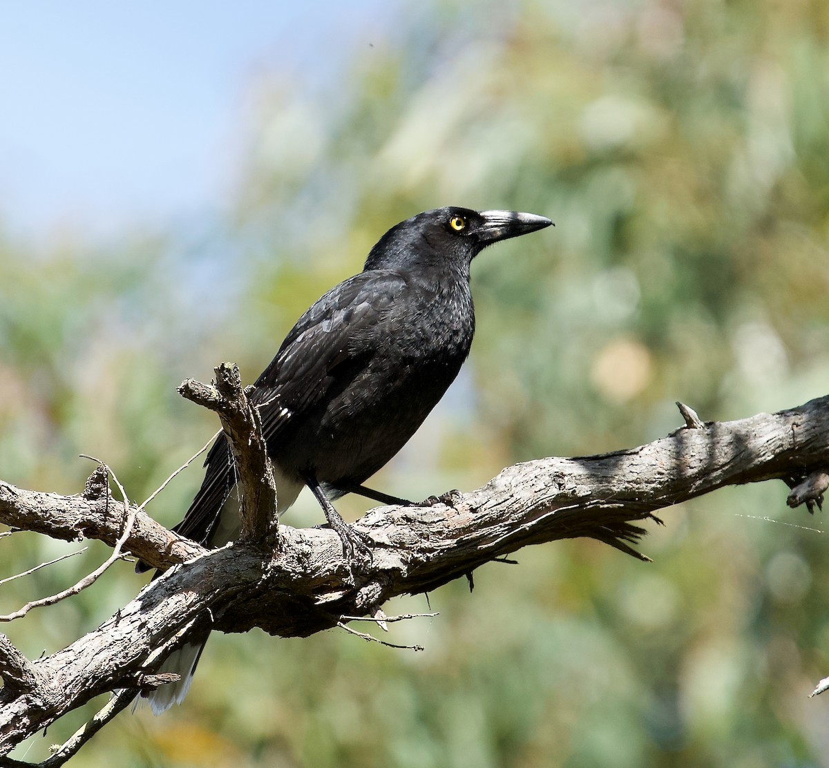 Pied Currawong - ML608286403
