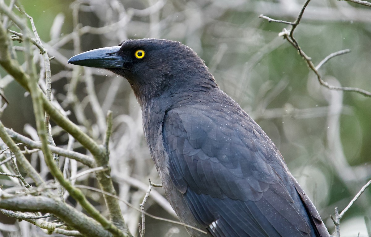 Pied Currawong - Ken Wright