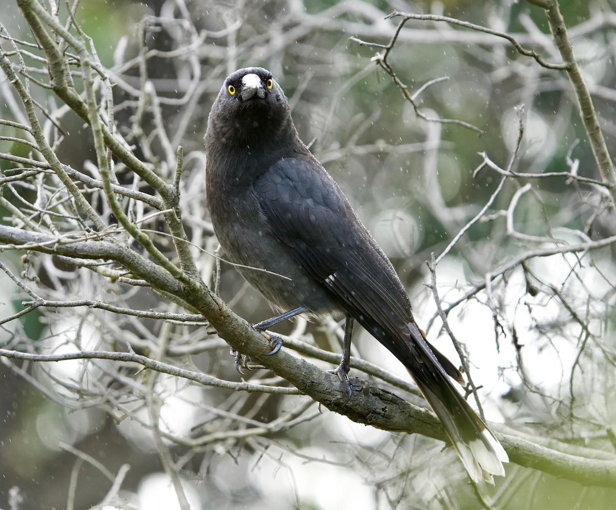 Pied Currawong - ML608286405