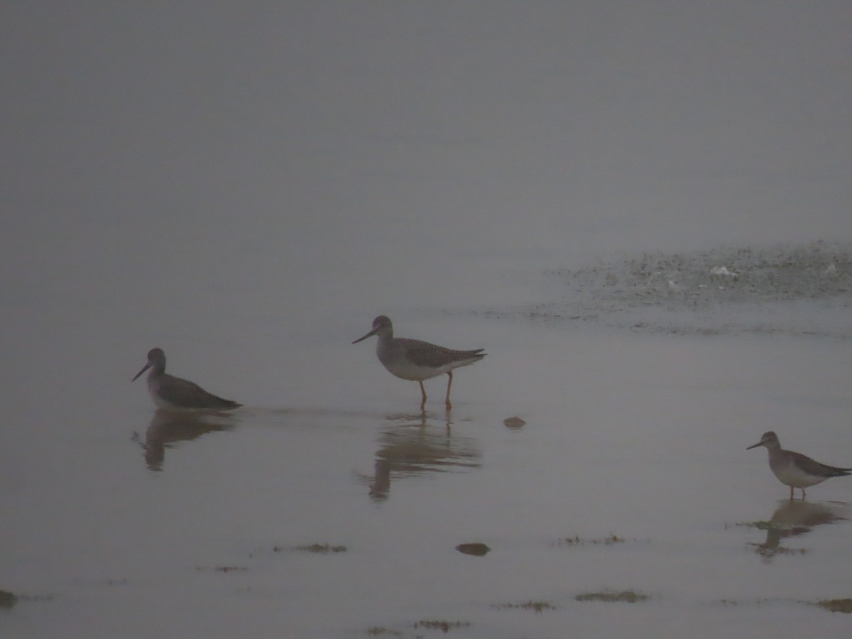 Greater Yellowlegs - ML608286458