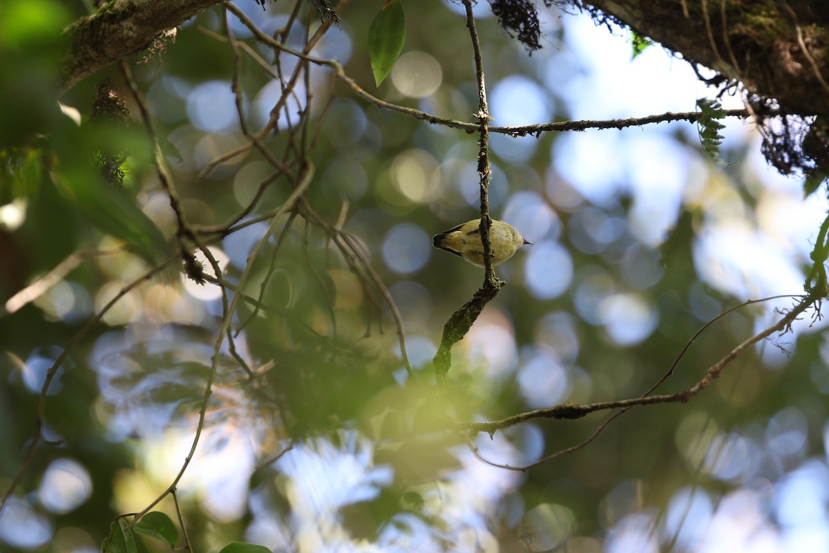 Black-sided Flowerpecker - James Eaton