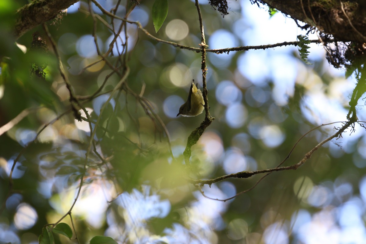 Black-sided Flowerpecker - James Eaton