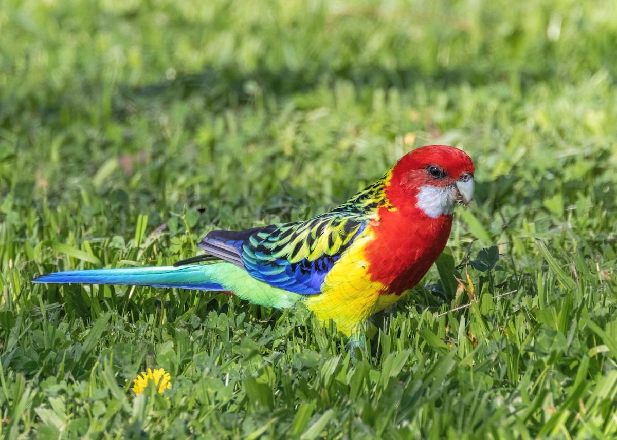 Eastern Rosella - ML608286593