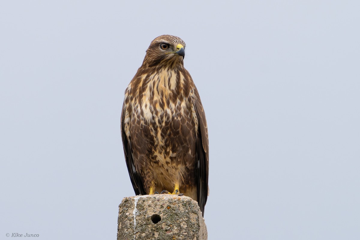 Common Buzzard - ML608286602