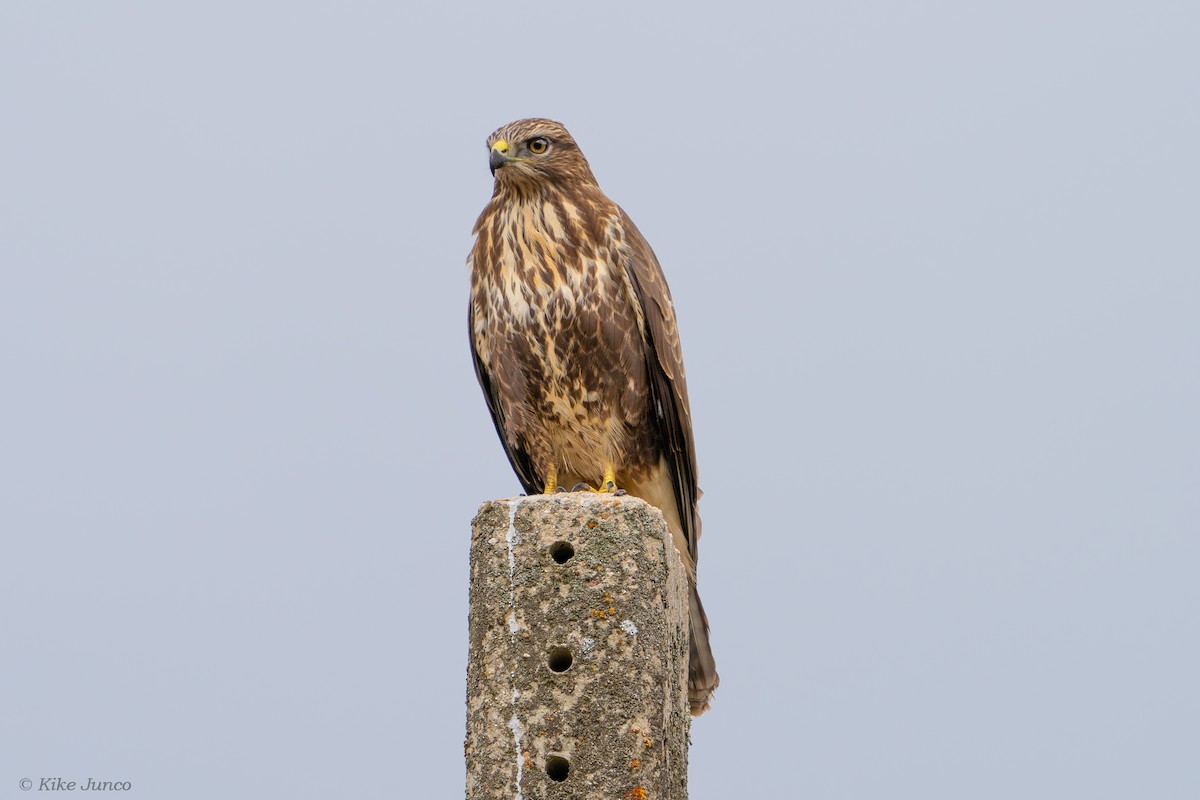 Common Buzzard - Kike Junco