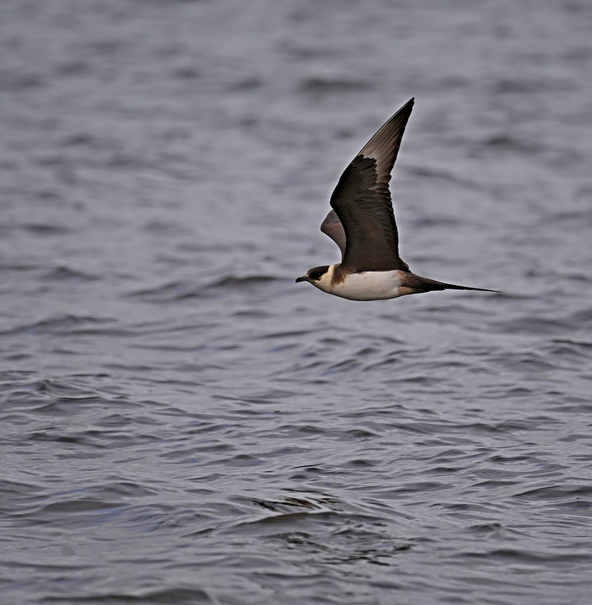 Parasitic Jaeger - Paul Arneson