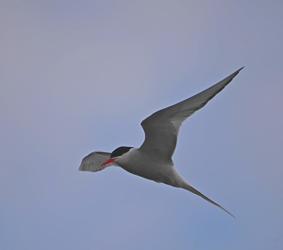 Arctic Tern - Paul Arneson