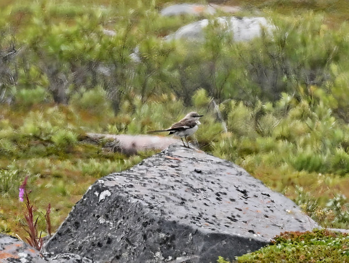 Northern Mockingbird - ML608286750