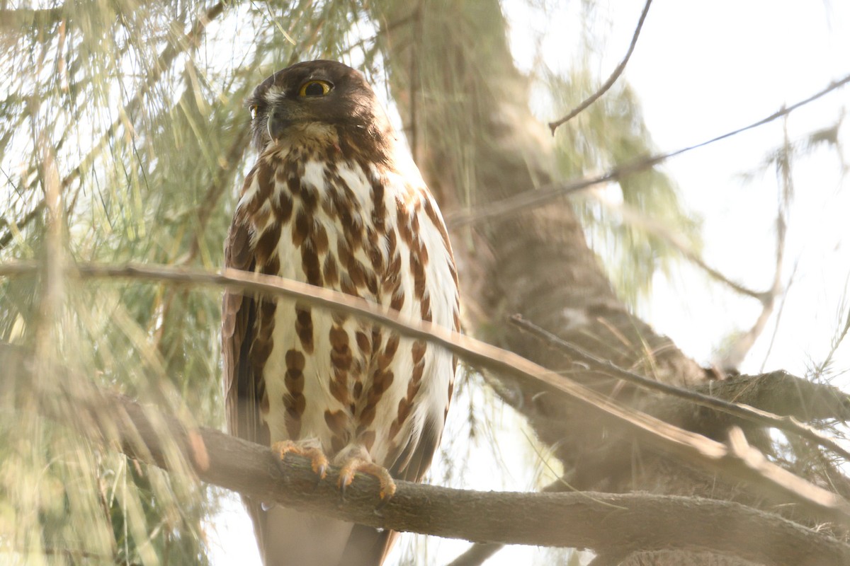 Northern Boobook - Anonymous