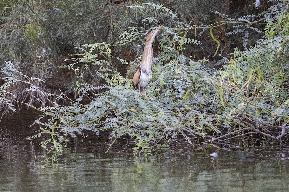 Least Bittern - ML608286806
