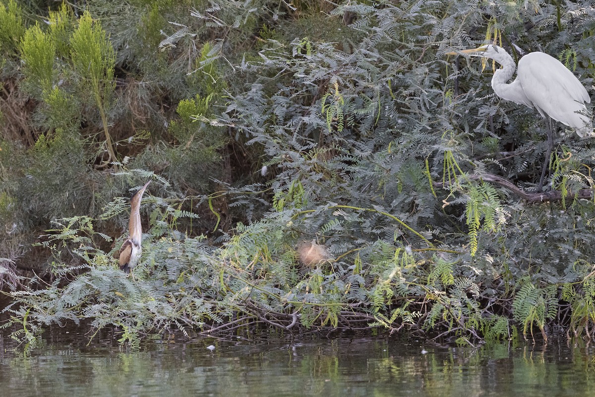 Least Bittern - ML608286807