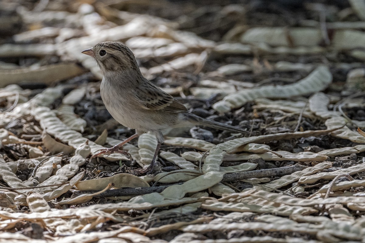 Brewer's Sparrow - Lorenz Crespo