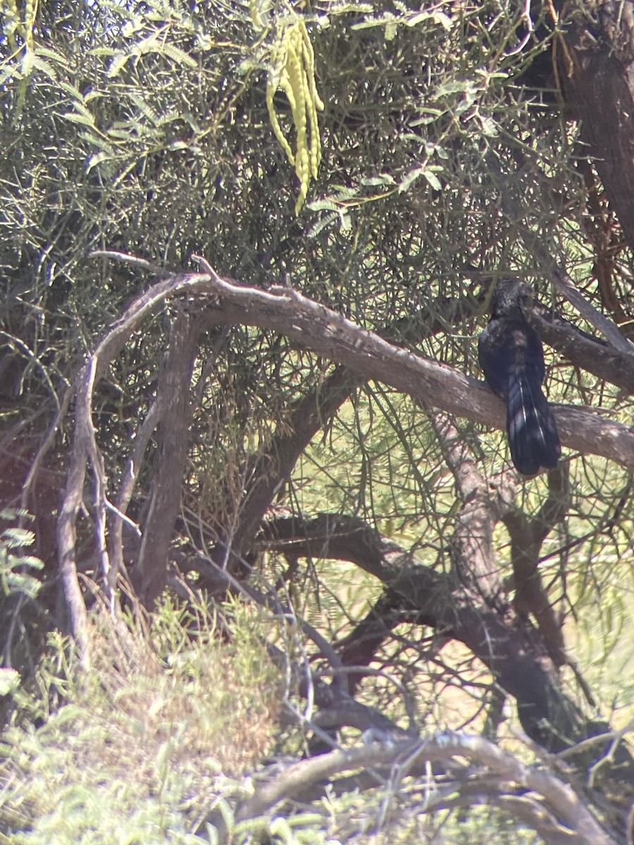 Groove-billed Ani - ML608286856