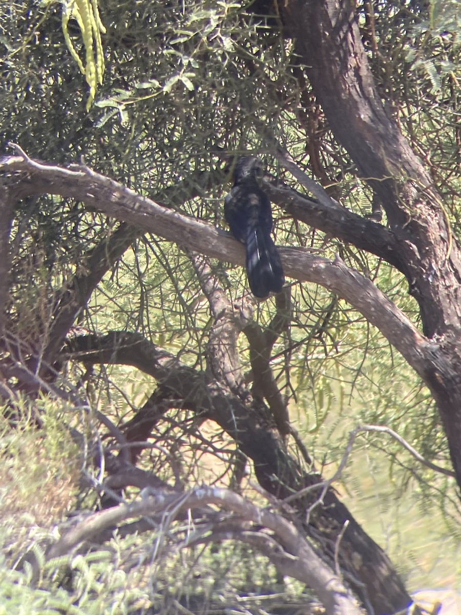 Groove-billed Ani - ML608286857