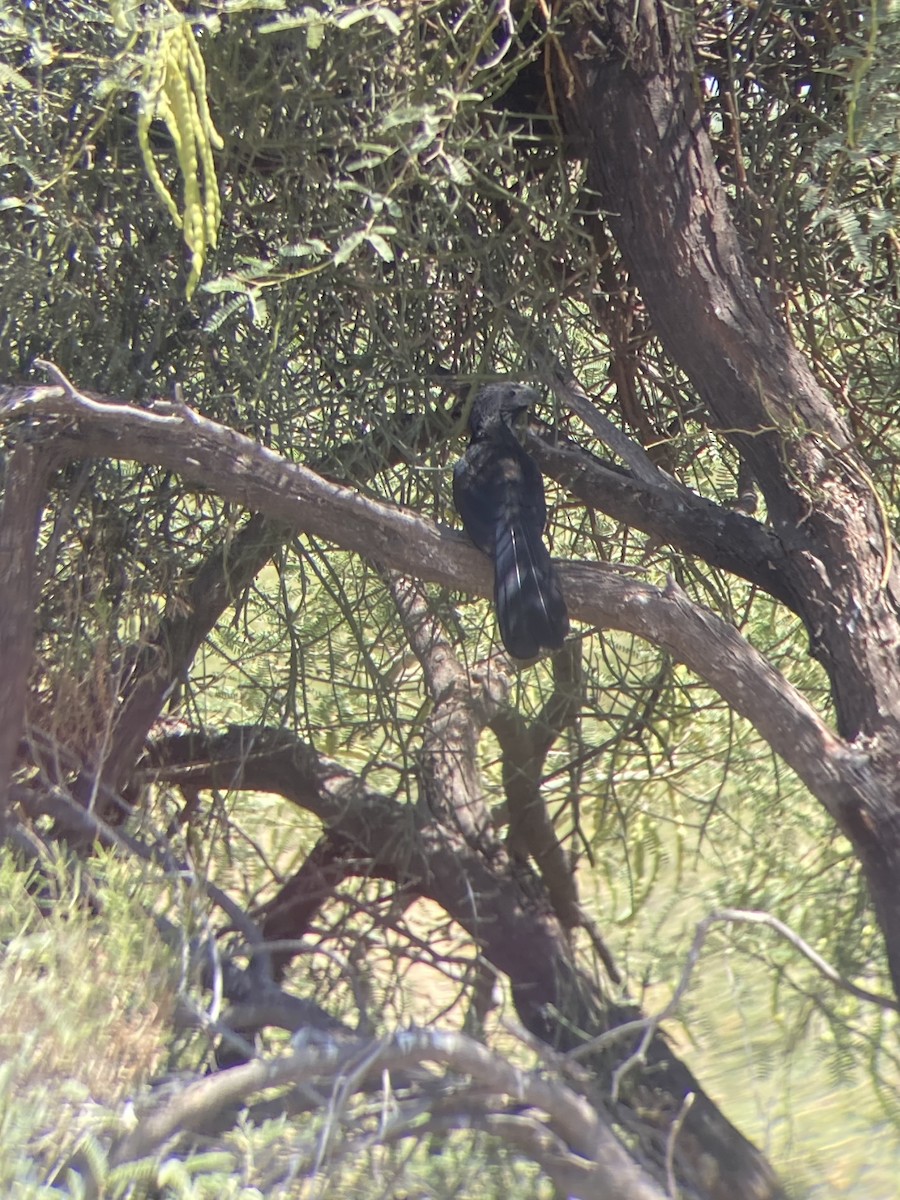 Groove-billed Ani - ML608286858