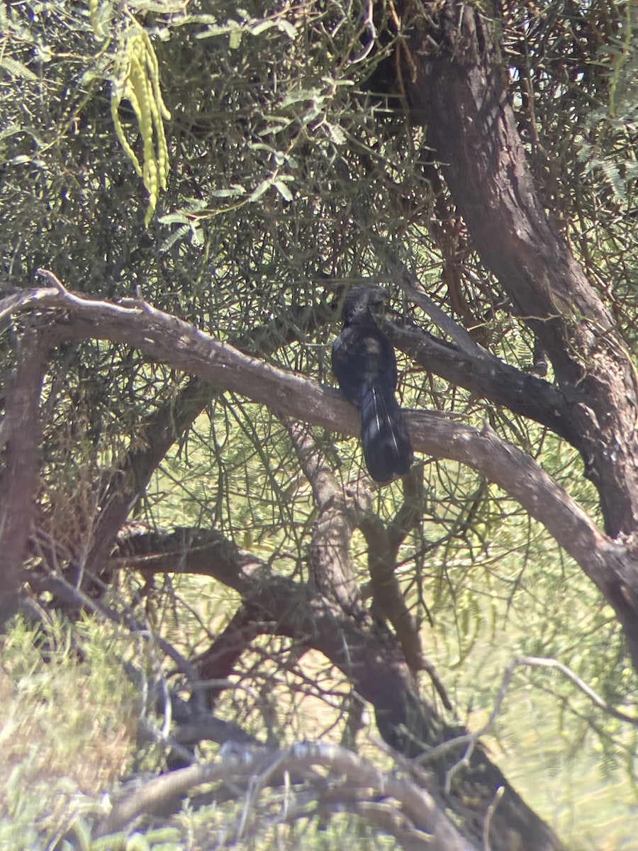 Groove-billed Ani - ML608286859