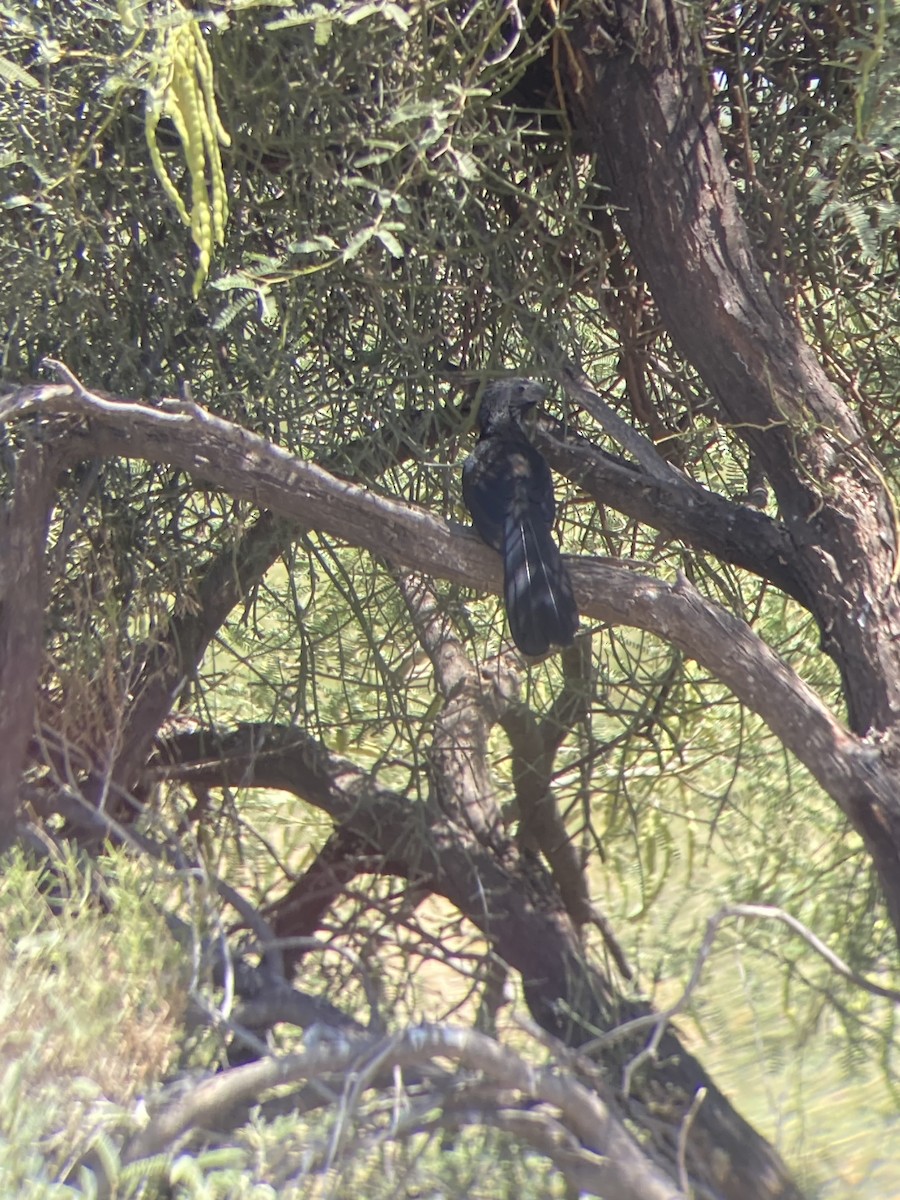 Groove-billed Ani - ML608286860