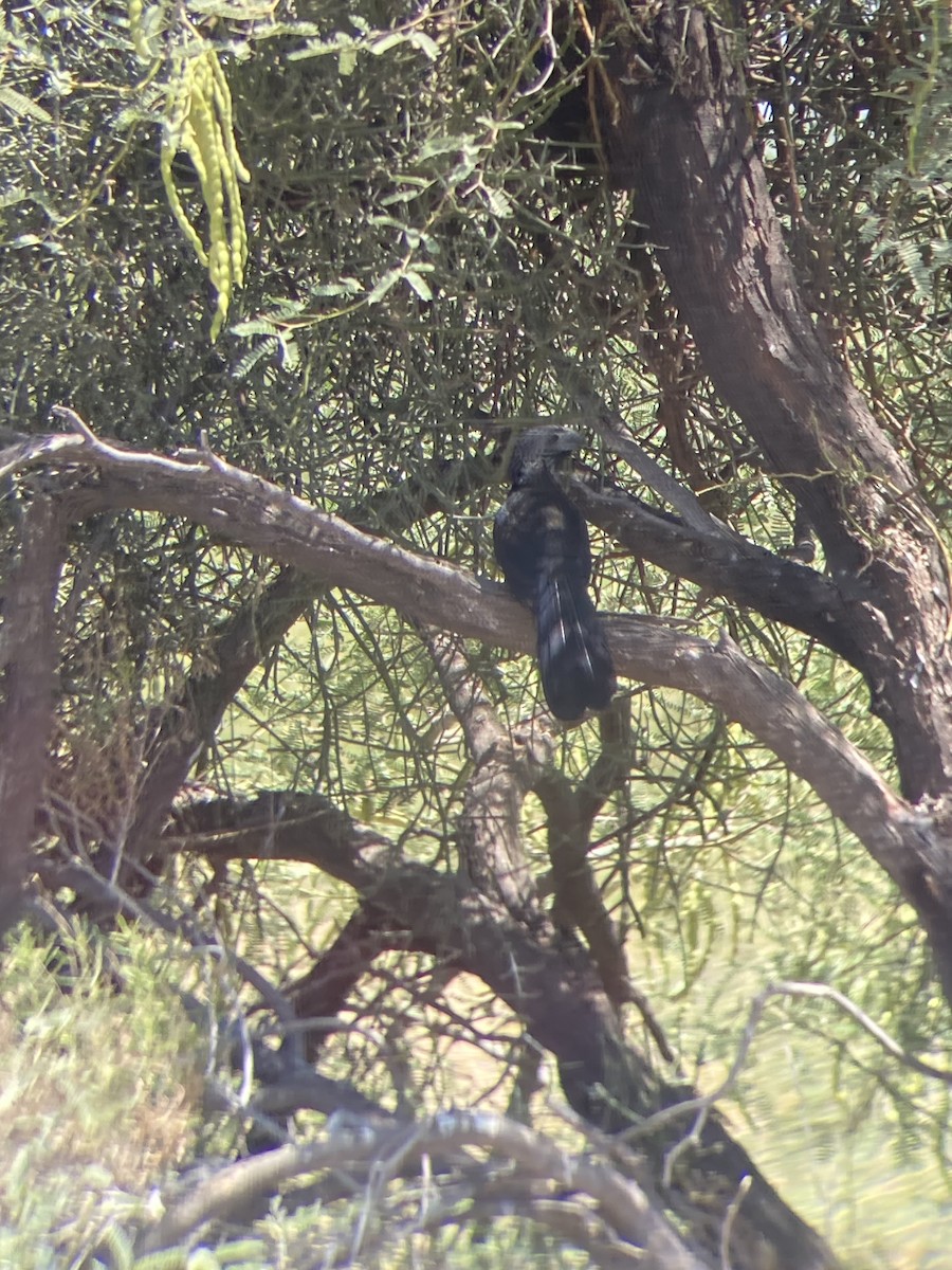 Groove-billed Ani - ML608286862