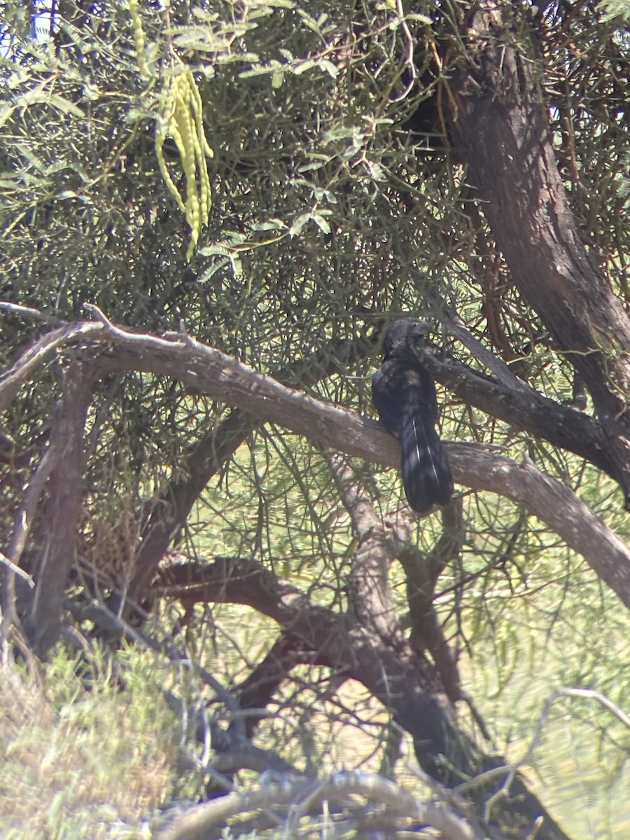 Groove-billed Ani - ML608286863