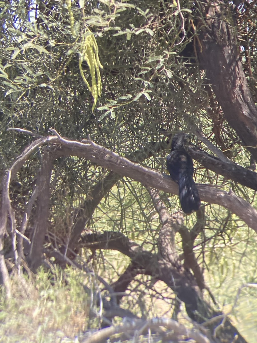 Groove-billed Ani - ML608286864