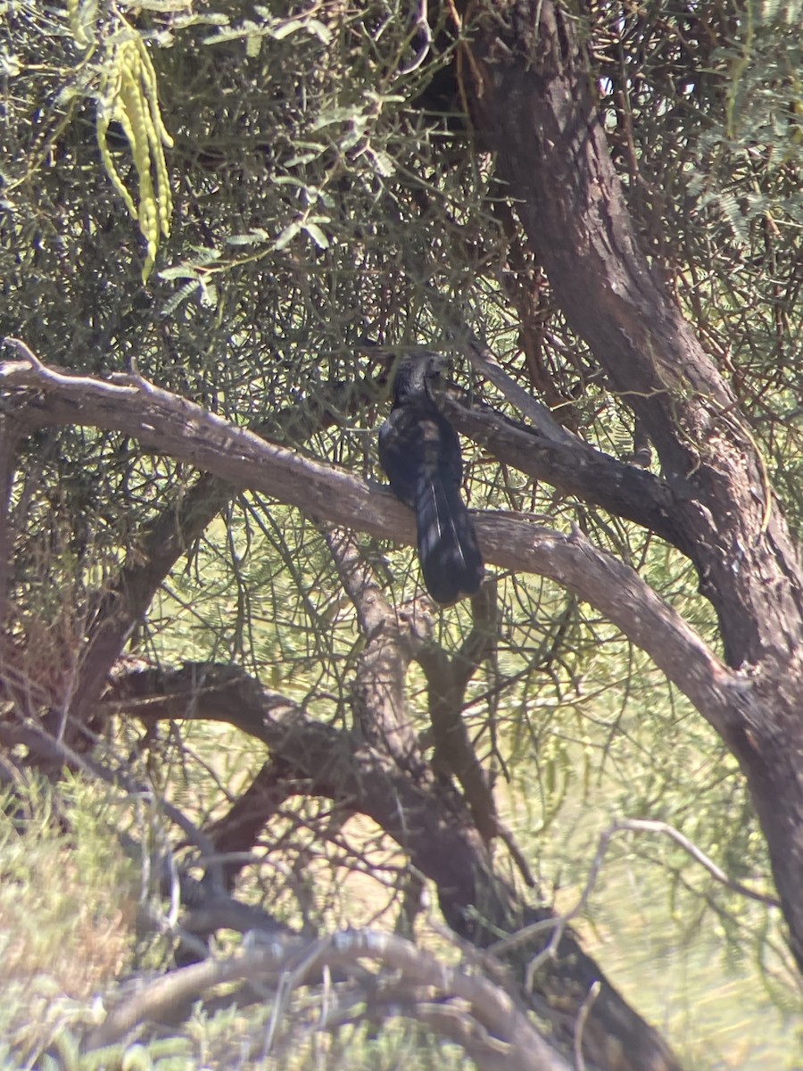 Groove-billed Ani - ML608286865