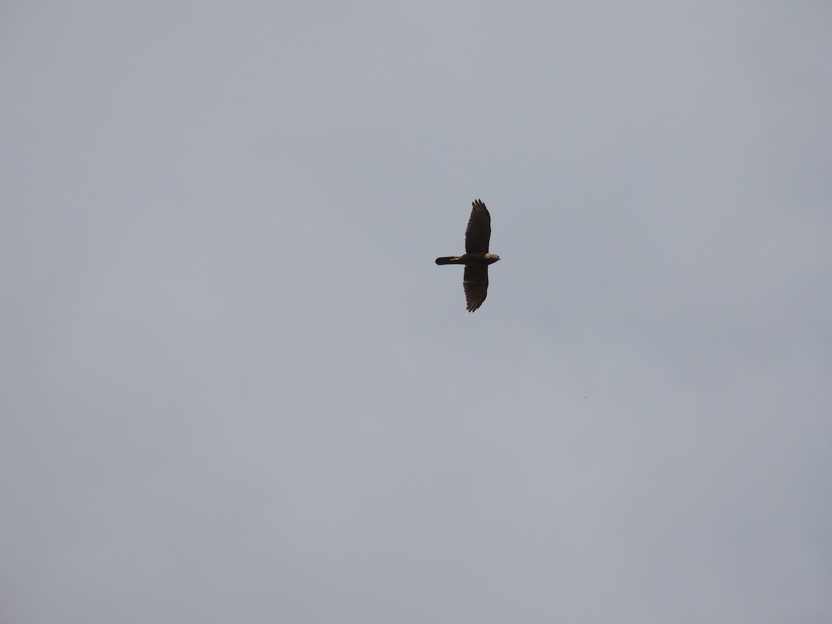 Collared Sparrowhawk - Alison Skelhorn