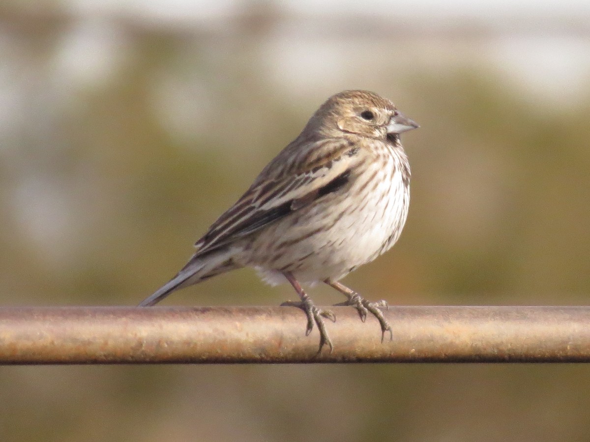 Lark Bunting - ML608286913