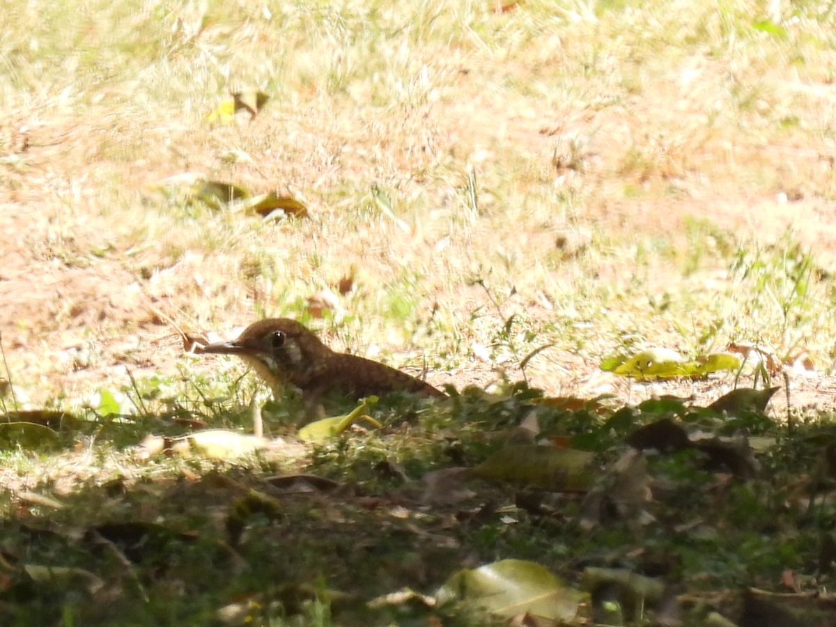 Russet-tailed Thrush - Alison Skelhorn