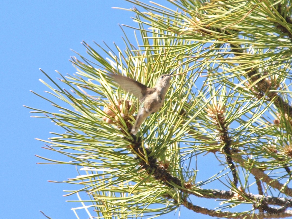 Broad-tailed Hummingbird - Joyce Brady