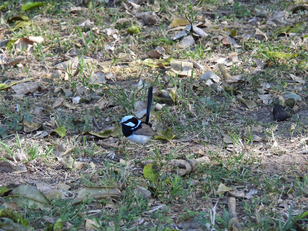 Superb Fairywren - ML608286989