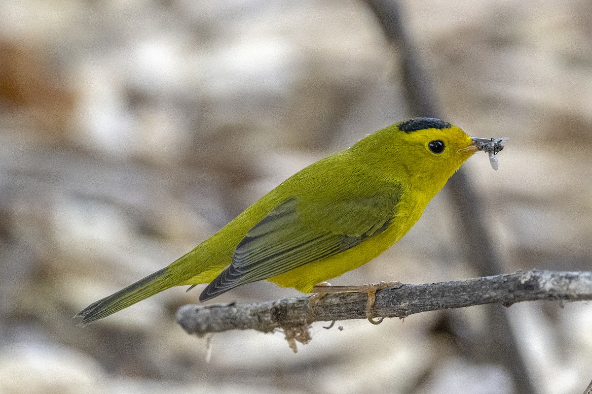 Wilson's Warbler - ML608287004