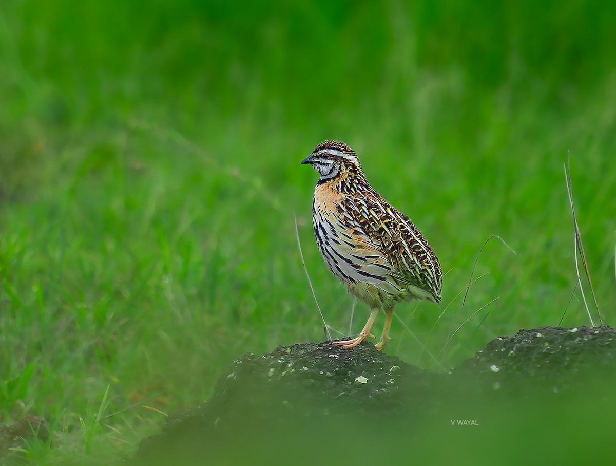 Rain Quail - ML608287008