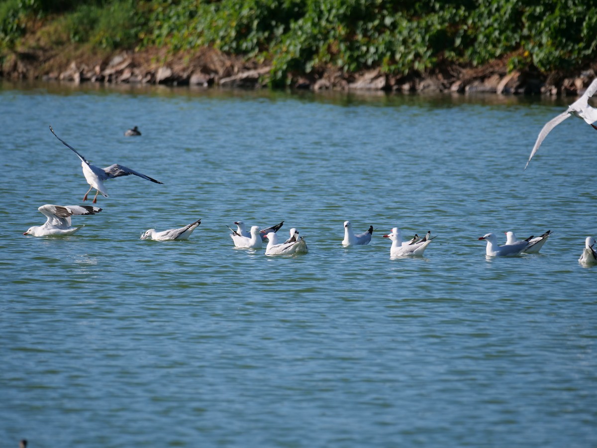 Silver Gull - Jenny Stiles