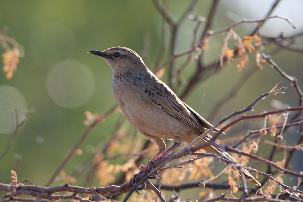 Rufous Songlark - ML608287039