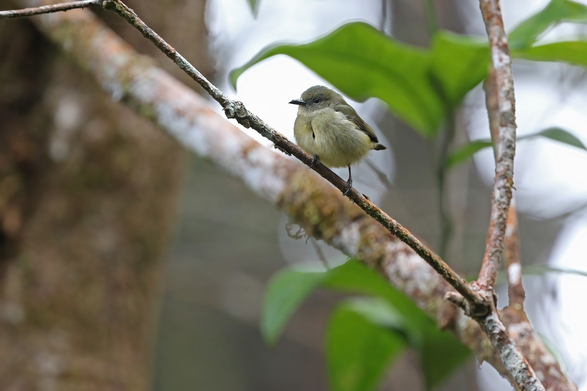 Meratus Flowerpecker (undescribed form) - James Eaton