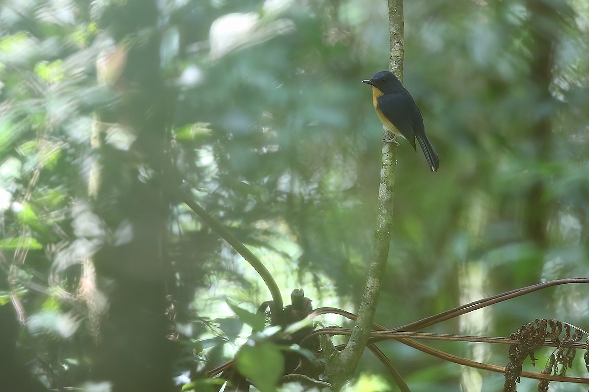 Meratus Blue Flycatcher - ML608287079