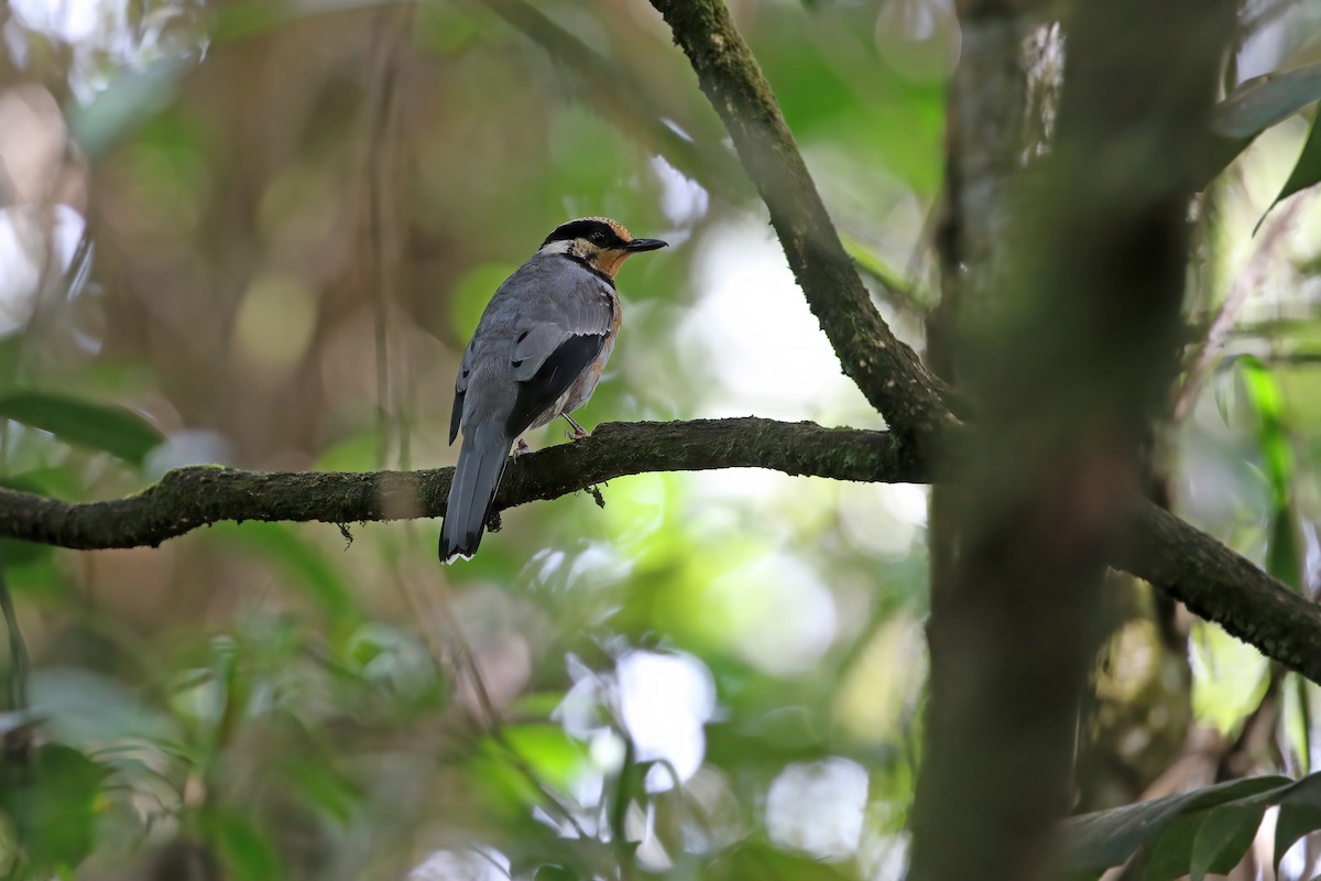 Fruit-hunter - ML608287084