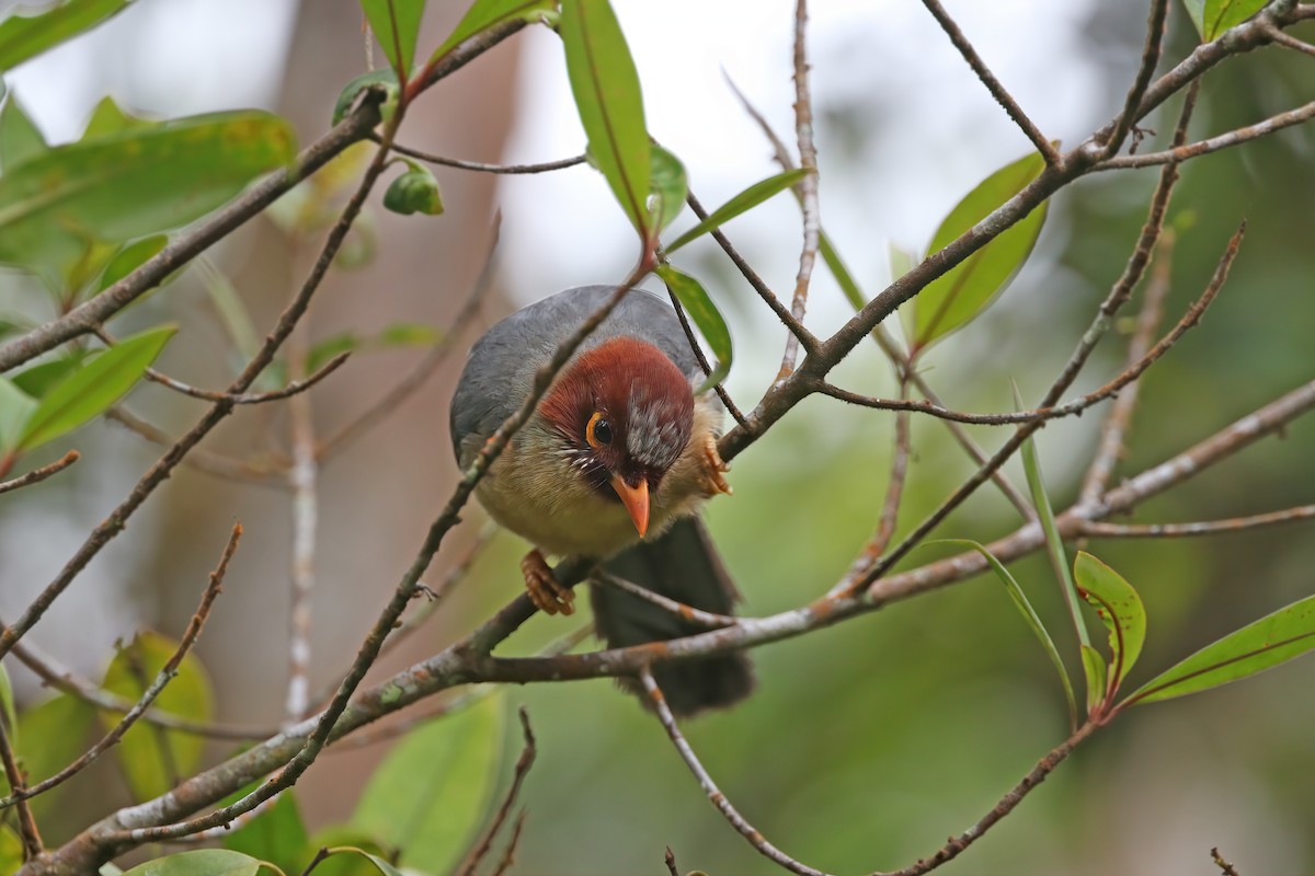 Meratus Laughingthrush (undescribed form) - James Eaton