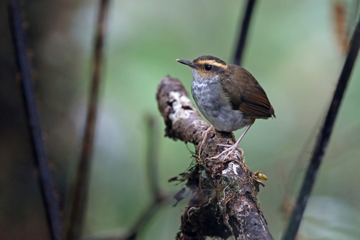 Bornean Stubtail - ML608287092