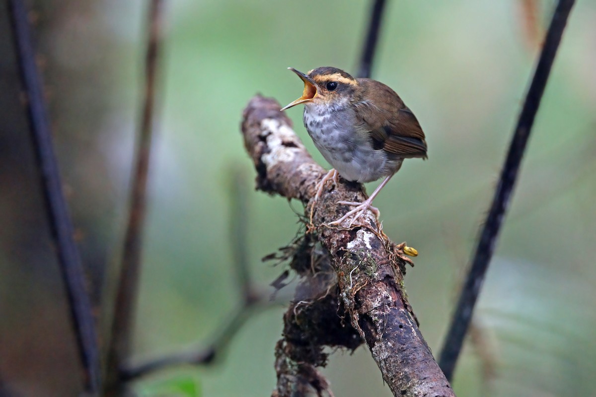 Bornean Stubtail - James Eaton