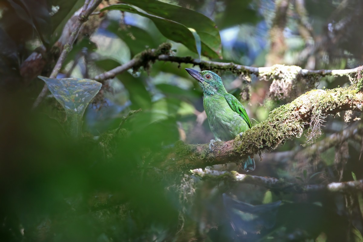 Meratus Barbet (undescribed form) - James Eaton