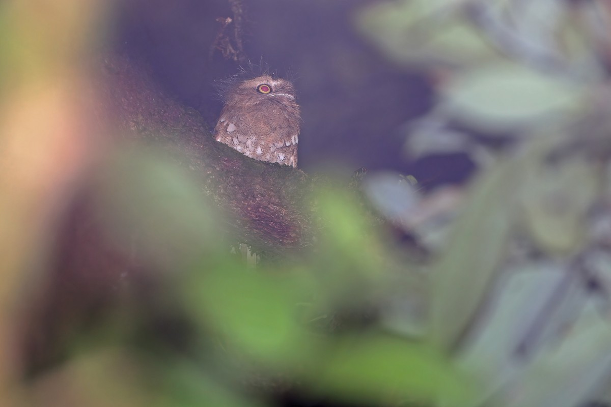 Bornean Frogmouth - ML608287099