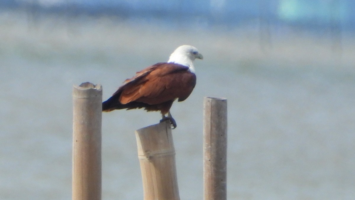 Brahminy Kite - ML608287261