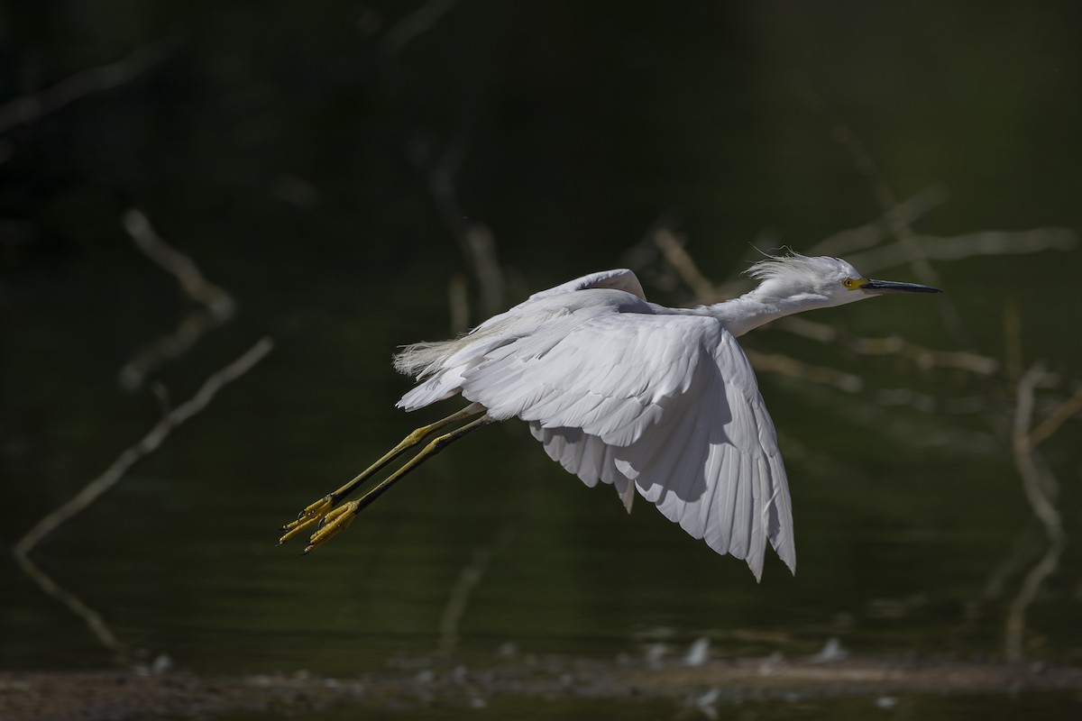 Snowy Egret - ML608287313