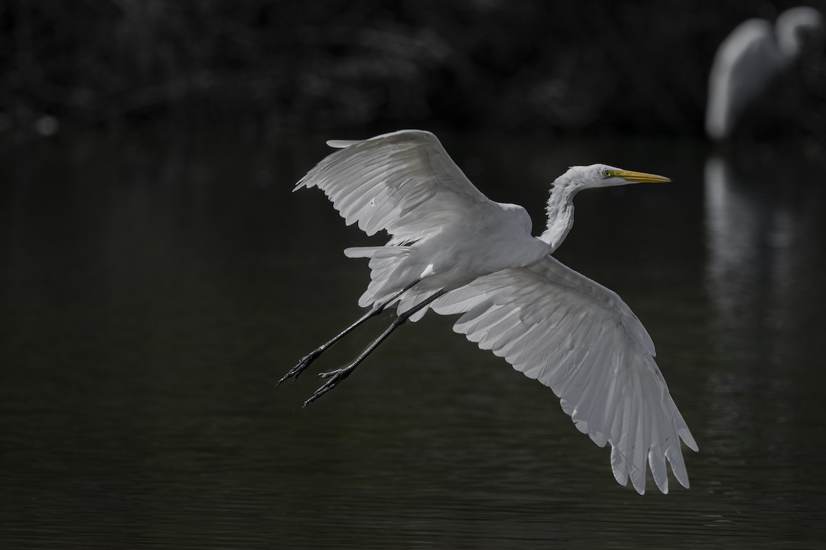 Great Egret - ML608287314