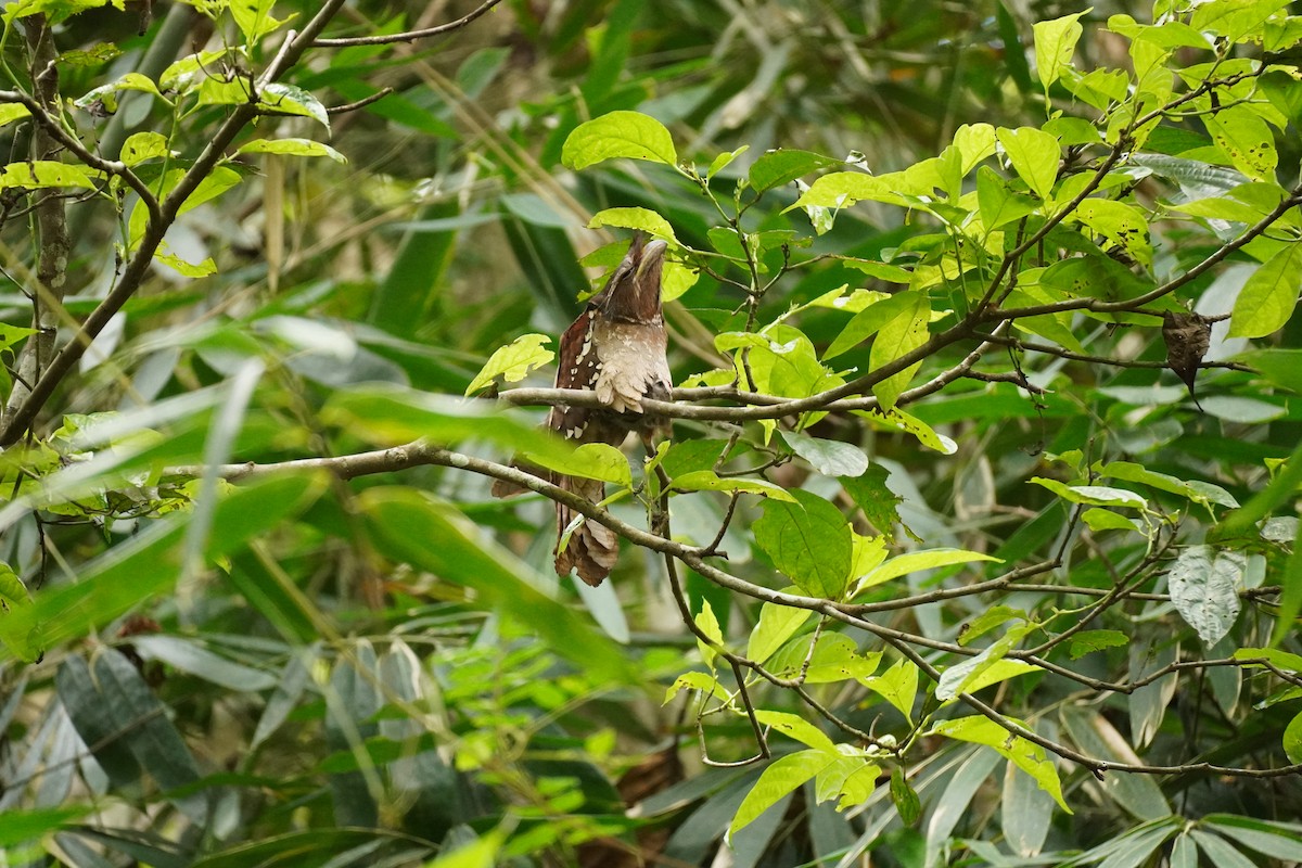 Dulit Frogmouth - Cassie  Liu