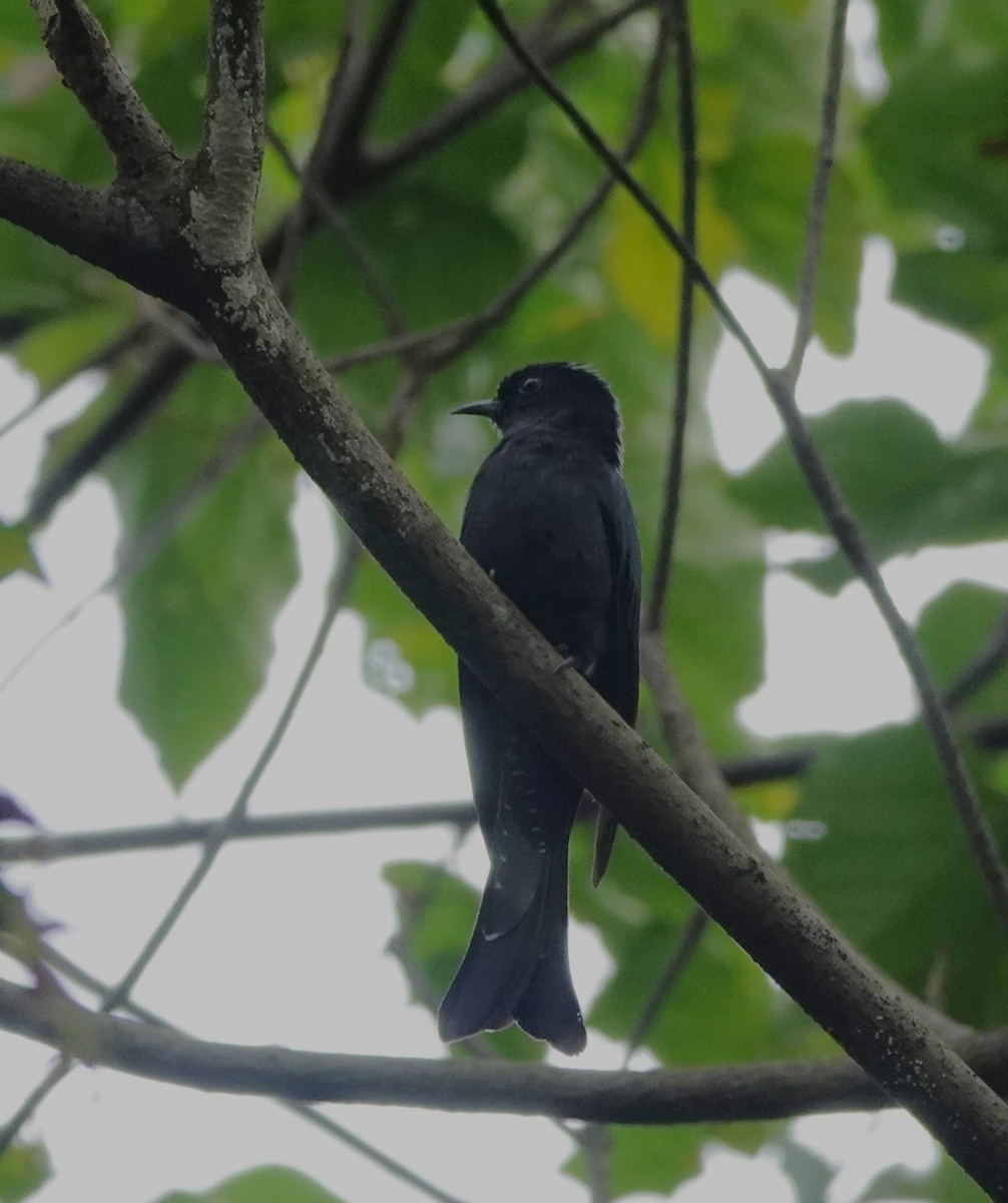 Square-tailed Drongo-Cuckoo - ML608287605