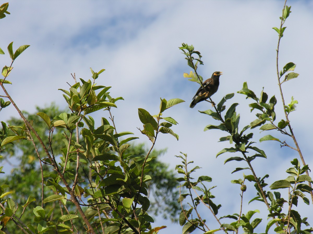 myna/starling sp. - ML608287729