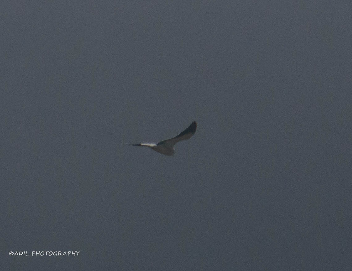 Black-winged Kite - ML608287810