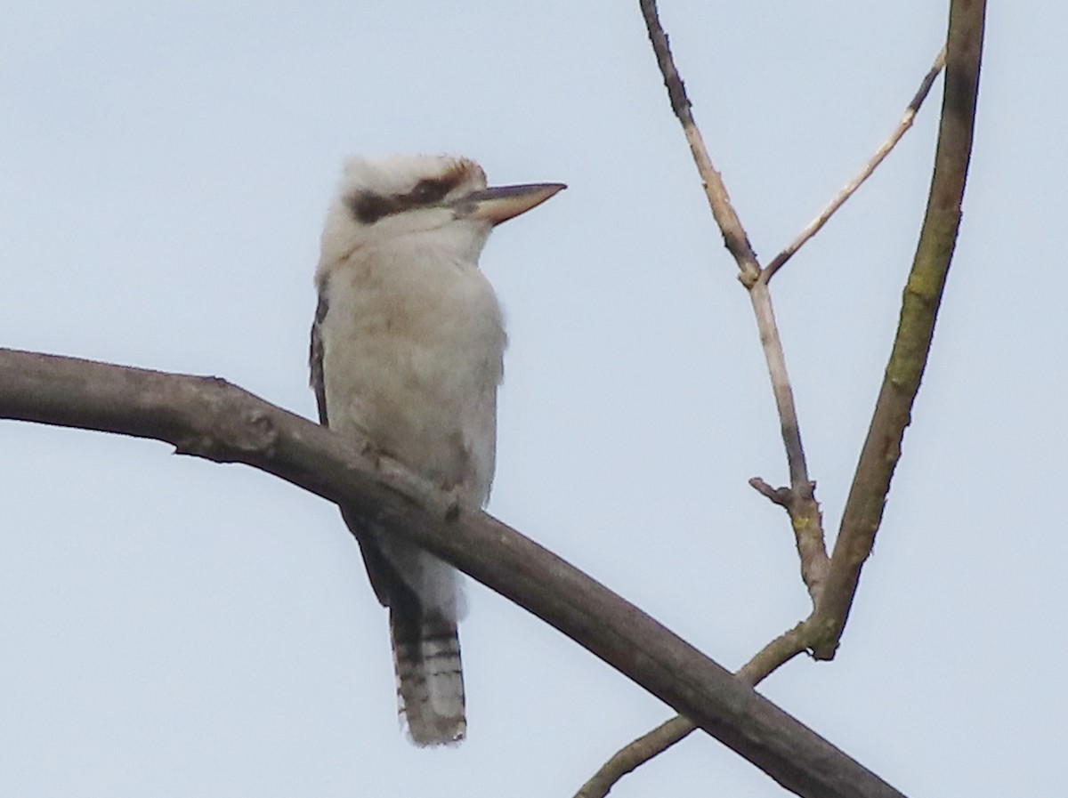 Laughing Kookaburra - ML608287839